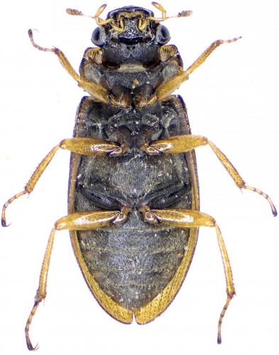Helophorus sp.